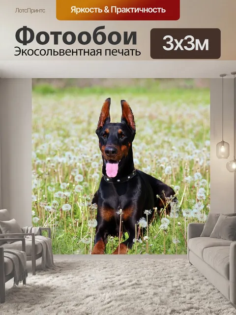 Фотообои Доберман, цветок одуванчика, поле
