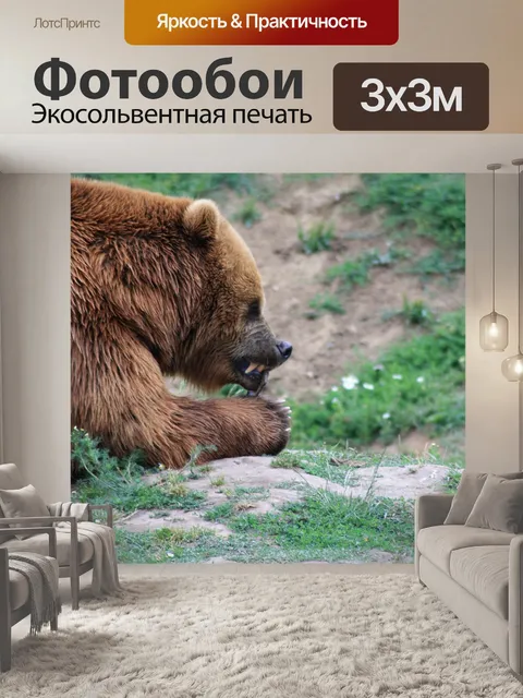 Фотообои Бурый медведь, подача, опасный