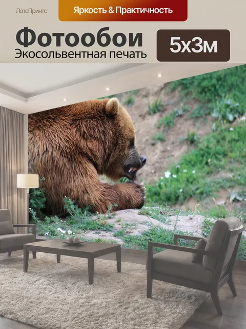 Фотообои Бурый медведь, подача, опасный