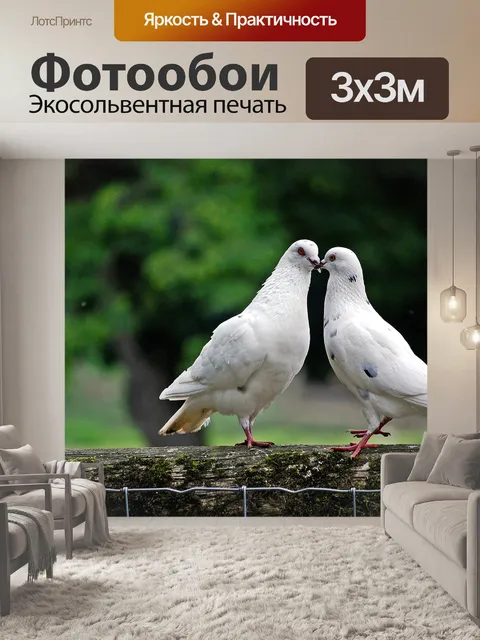 Фотообои Голубь, птица, птица голубь