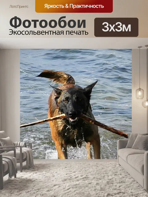 Фотообои Малинуа, собака, бельгийская овчарка