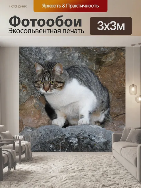 Фотообои Кот, кошачий, горные породы