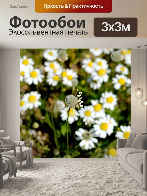 Фотообои Цветок, природа, ромашка