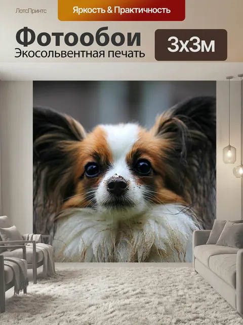 Фотообои Папильон, собака, животное