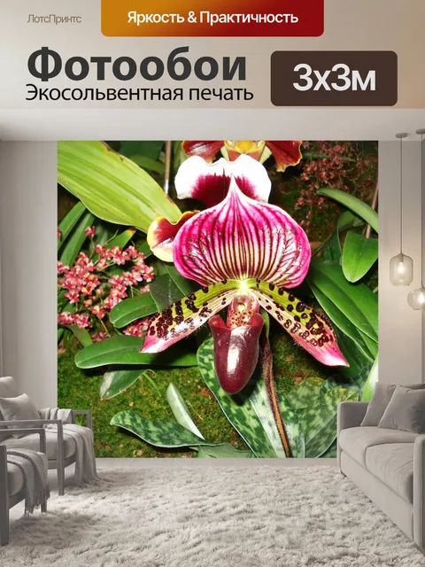 Фотообои Орхидея, paphiopedilum, paphio
