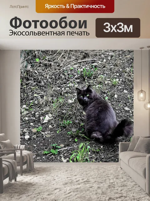 Фотообои Кошки, черный кот, кошачьи