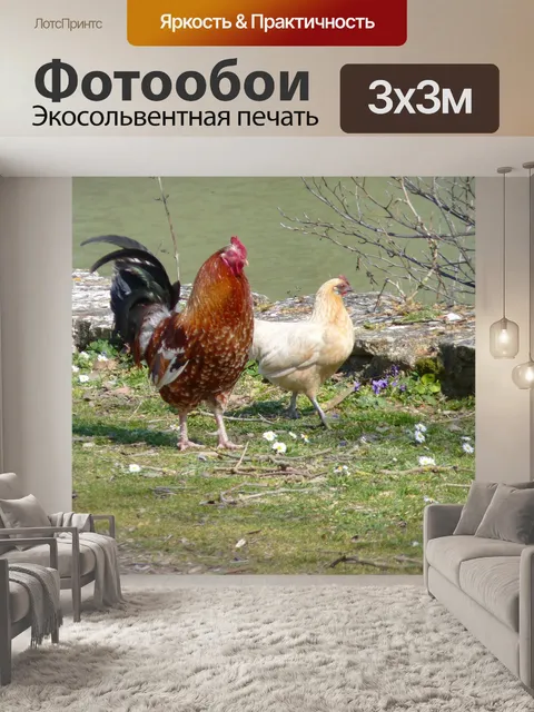 Фотообои Петух, курица, птицы