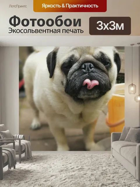 Фотообои Мопс, мопсы, собака