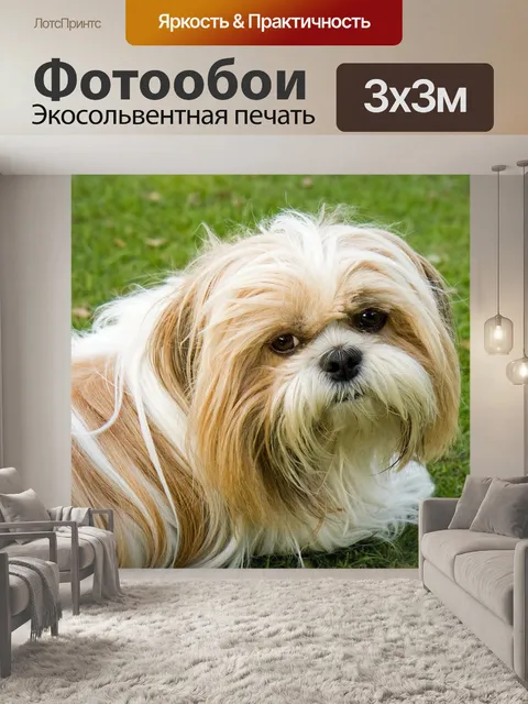 Фотообои Собака, ши тцу, милый
