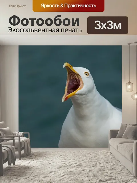 Фотообои Чайка, крик, крик шее
