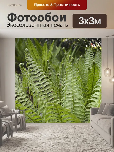 Фотообои Папоротник, растения, зеленый