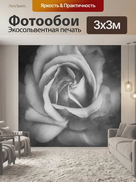 Фотообои Черно-белая фотография розы Роза цветет бутон