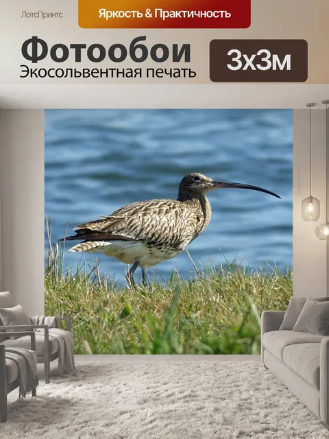 Фотообои Кто живет в этом районе, куликов, как на ходулях исполнитель