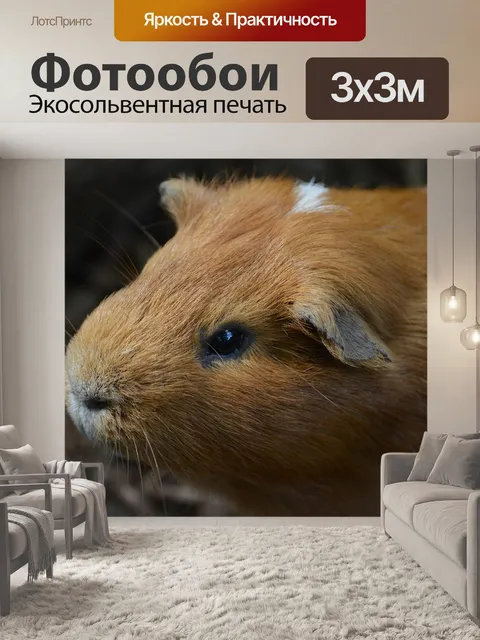 Фотообои Морская свинка, морская свинья, грызун