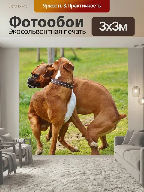 Фотообои Боксеры, собаки, хороший aiderbichl