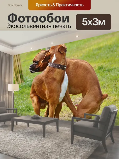 Фотообои Боксеры, собаки, хороший aiderbichl