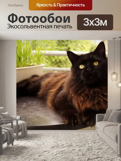 Фотообои Кот, мейн кун, домашнее животное