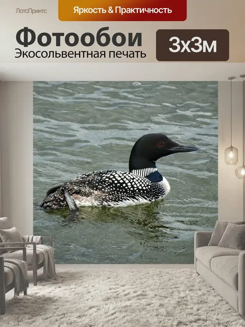 Фотообои Гагара, плавание, птица