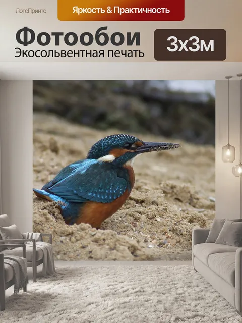 Фотообои Зимородок, дикая природа, птица