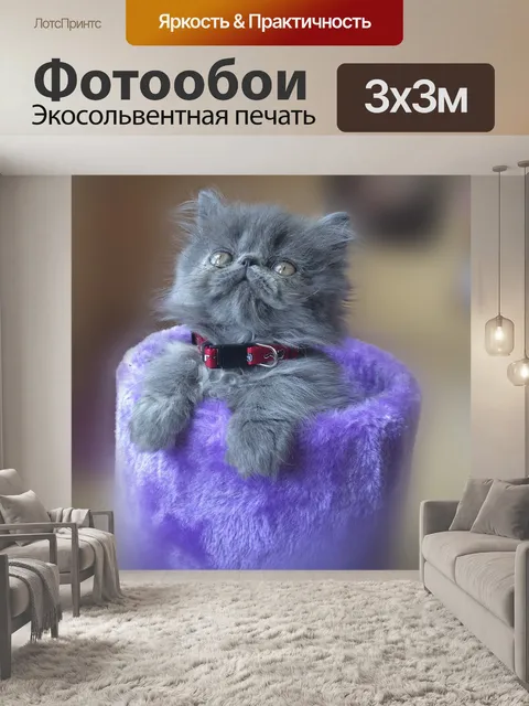 Фотообои Кот, персидский, кошачий