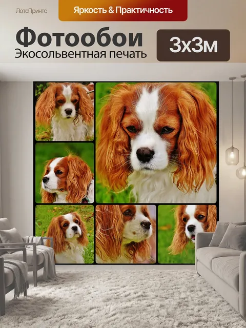 Фотообои Собака, кавалер кинг чарльз спаниель, коллаж