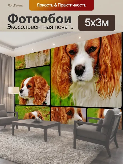Фотообои Собака, кавалер кинг чарльз спаниель, коллаж