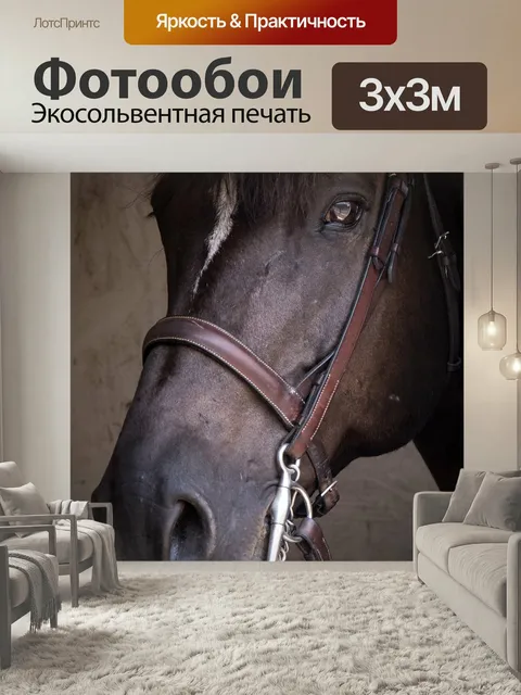 Фотообои Лошадь Портрет лошади лошадь взгляд портрет домашний скот крупный план черный уздечка галс общественное досто…