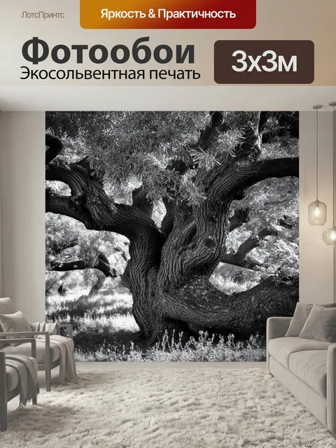 Фотообои Прованс: старинные оливковые деревья с изогнутыми стволами, спрятанные среди зелени. стиль: фотография в черн…