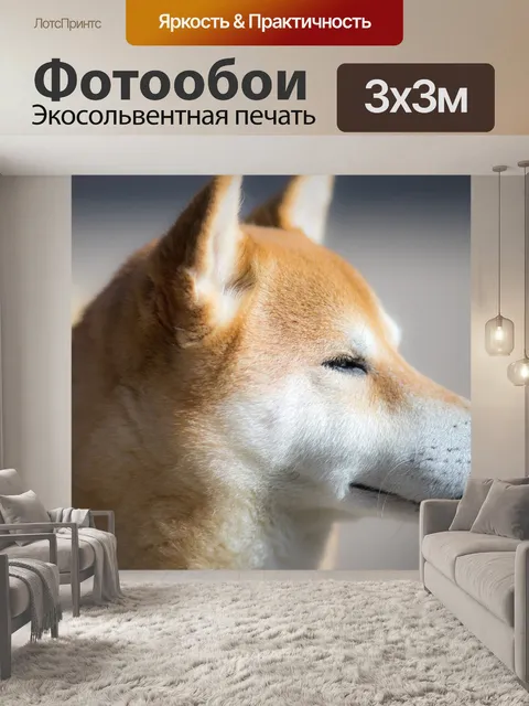 Фотообои Сиба ину, собака, милый