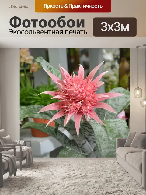 Фотообои Цветок, цветок эхмея, жирное растение