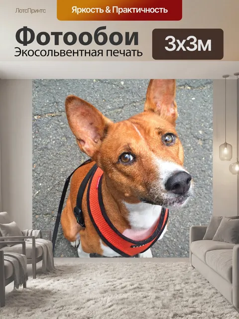 Фотообои Собака, басенджи, животное