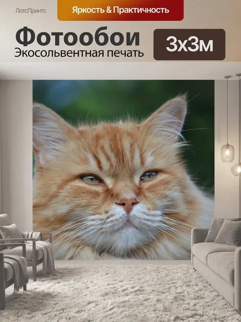 Фотообои Кошка, feline, pet