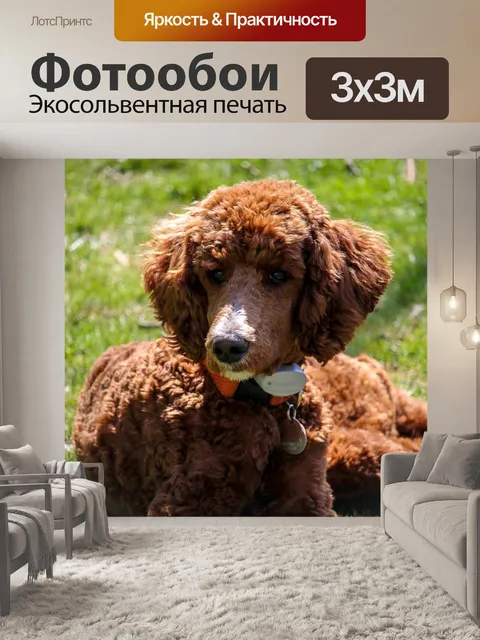 Фотообои Стандартный пудель, щенок, коричневая собака
