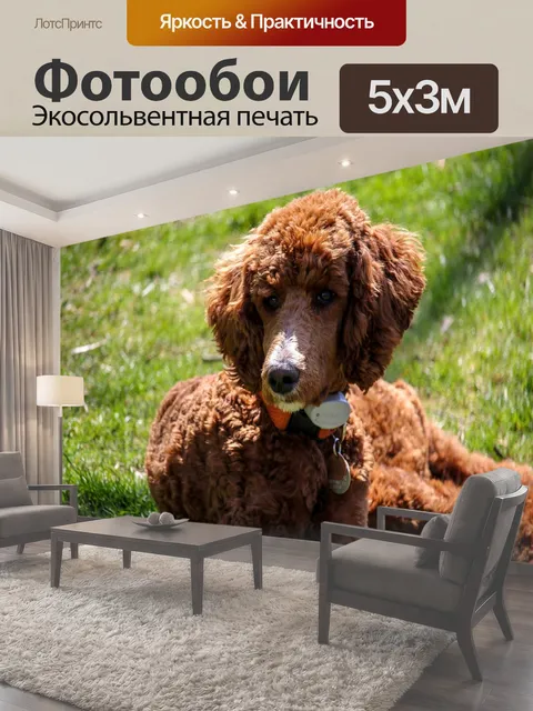 Фотообои Стандартный пудель, щенок, коричневая собака