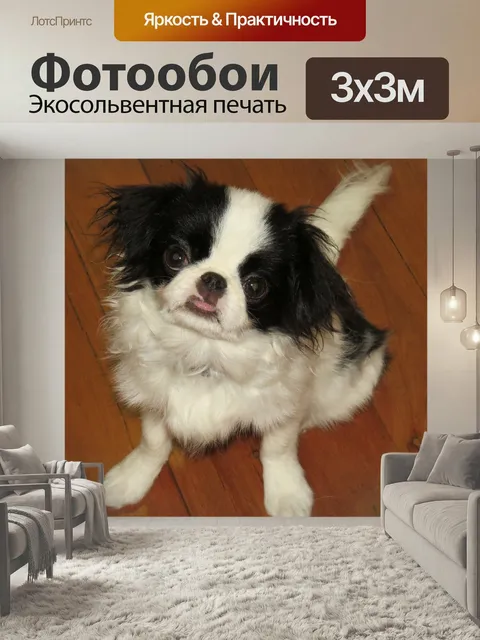 Фотообои Японский подбородок, собаки, щенок