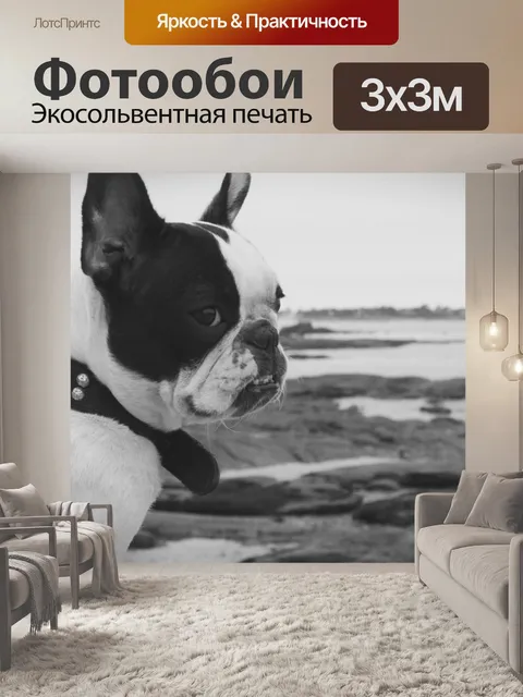 Фотообои Французский бульдог, собака, море