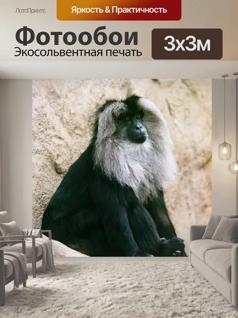 Фотообои Животное, обезьяна, чернить