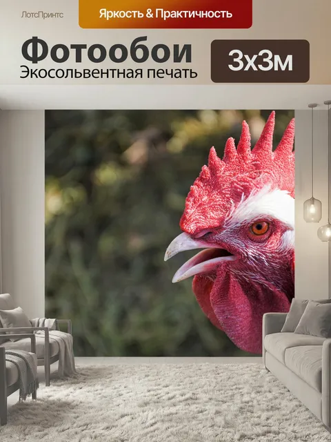 Фотообои Петух, курица, птица