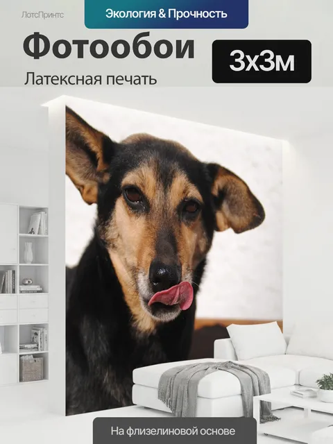 300 × 300 см · Латексная печать
