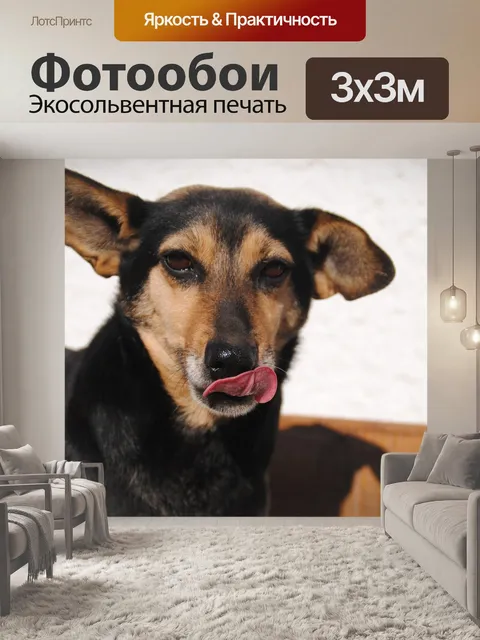 Фотообои Собака, животное, милый