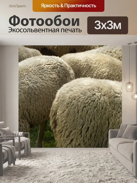 Фотообои Овцеводство, шерсть, овчина