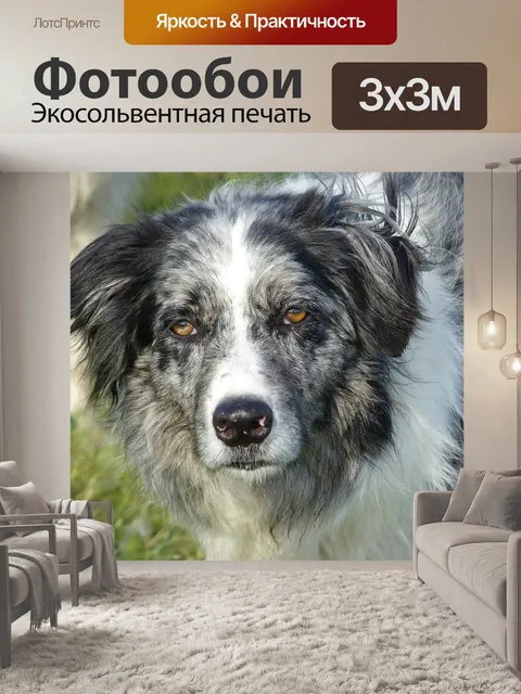 Фотообои Собака, бордер-колли, колли