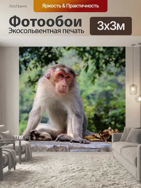 Фотообои Обезьяна, makake, африке
