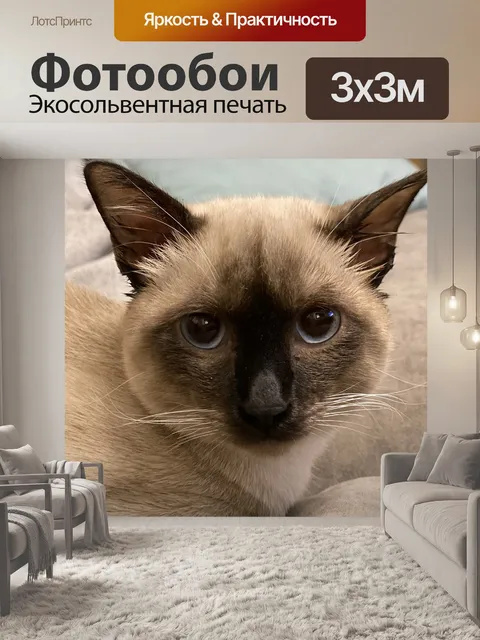 Фотообои Кошка, животное, сиамский котенок