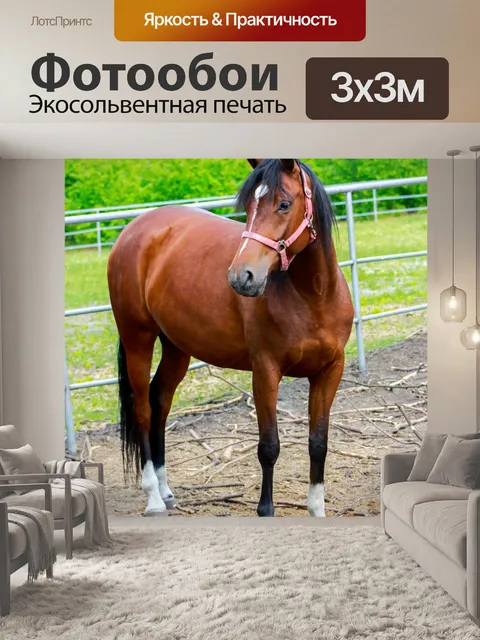 Фотообои Лошадь, подиум, голова лошади