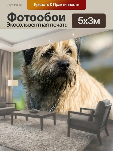 Фотообои Бордер терьер Собака границы терьер Нортумберленд терьер собака границы собаки животные животное собака