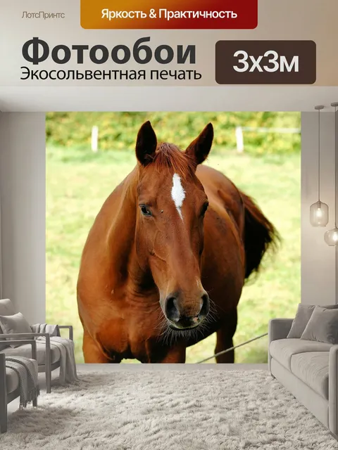 Фотообои Лошадь, езда на лошади, грива