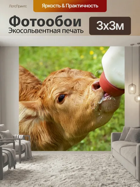 Фотообои Телец, бутылки кормили, теленок престарелых