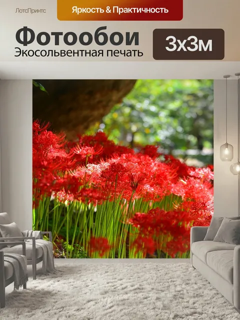 Фотообои Красная лилия паука, корея, инчхон