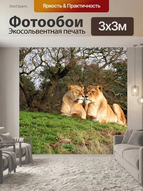 Фотообои Лев, дикая природа, львица